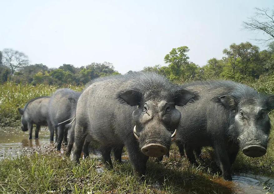 Ngoto Forest, Southwest CAR, Central African Republic